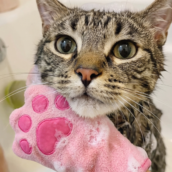 Tabby kitten with damp fur being gently dried with a soft pink paw-shaped microfibre cat glove towel